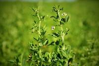 Revista PRODUCCION: Descubren cómo la alfalfa sobrevive al estrés salino