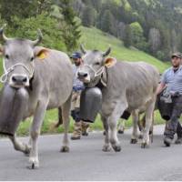 Revista PRODUCCION: Mundo lacteo: Desde Suiza, la raza Brown Swiss para producción de leche.