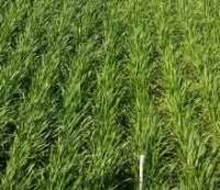 Revista PRODUCCION: Cómo preparar la próxima campaña: suelos, agua y fertilización