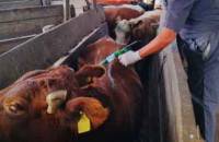 Revista PRODUCCION: Bovino Criollo, entre las razas con resistencia natural a la garrapata