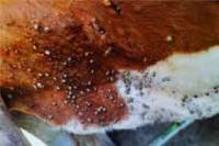 Revista PRODUCCION: Bovino Criollo, entre las razas con resistencia natural a la garrapata