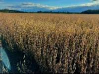 Revista PRODUCCION: Los costos altísimos ponen en jaque a los agricultores de la zona de Metán