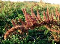 Revista PRODUCCION: En la zona de Selva (Santiago del Estero) tienen buenos resultados después de varios años de sequía