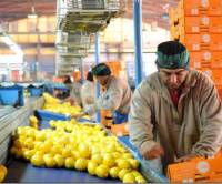 Revista PRODUCCION: Tucumán ya exportó el 50% de limones previsto