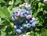Revista PRODUCCION: La Eeaoc optimiza protocolos de micropropagación para producir plantines de arándano de alta calidad