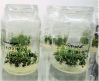 Revista PRODUCCION: La Eeaoc optimiza protocolos de micropropagación para producir plantines de arándano de alta calidad
