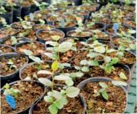 Revista PRODUCCION: La Eeaoc optimiza protocolos de micropropagación para producir plantines de arándano de alta calidad