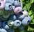 Revista PRODUCCION: La Eeaoc optimiza protocolos de micropropagación para producir plantines de arándano de alta calidad