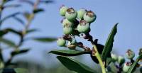 Revista PRODUCCION: En un Día de Campo se presentaron tres variedades de arándanos de origen tucumano: Tafí, Slender y Moya