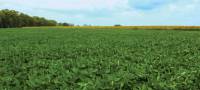 Revista PRODUCCION: El Niño abre una ventana de alta producción para el agro argentino