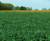 Revista PRODUCCION: El Niño abre una ventana de alta producción para el agro argentino