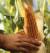 Revista PRODUCCION: “Tendremos que seguir atentos a la Chicharrita y el Gusano Cogollero”