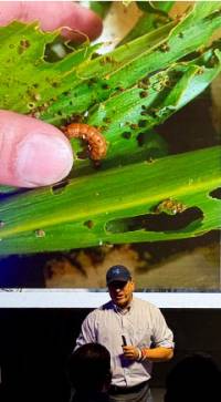 Revista PRODUCCION: Gusano Cogollero, un “clásico” de la agricultura que continúa desafiando a los hombres de campo.