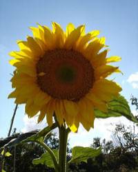 Revista PRODUCCION: El girasol despu&eacute;s de la "burbuja"