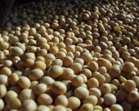 Revista PRODUCCION: La próxima cosecha será de tres millones de toneladas menos