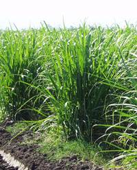 Revista PRODUCCION: Investigan raquitismo en cañaverales