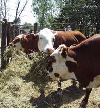 Revista PRODUCCION: Sigue creciendo la faena de vacas