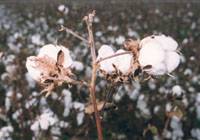 Revista PRODUCCION: Mejoran la producci&oacute;n de algod&oacute;n con tecnolog&iacute;a biol&oacute;gica