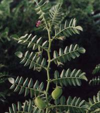 Revista PRODUCCION: Seleccionan l&iacute;neas de garbanzos para distintos ambientes