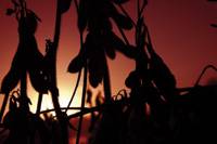 Revista PRODUCCION: Los granos en el sube y baja