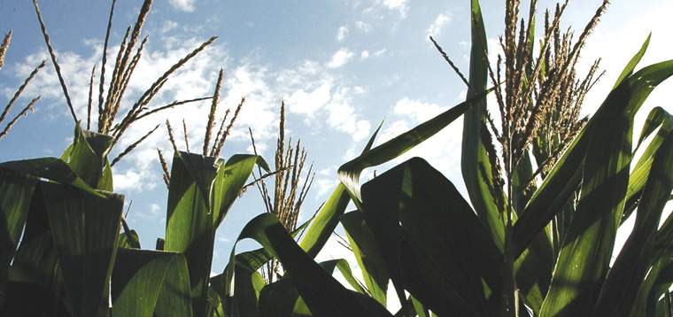 Revista PRODUCCION: Los granos en el sube y baja