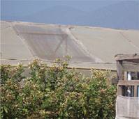 Revista PRODUCCION: Manejo de plagas en hortalizas