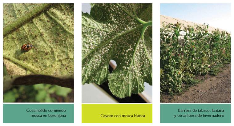 Revista PRODUCCION: Manejo de plagas en hortalizas
