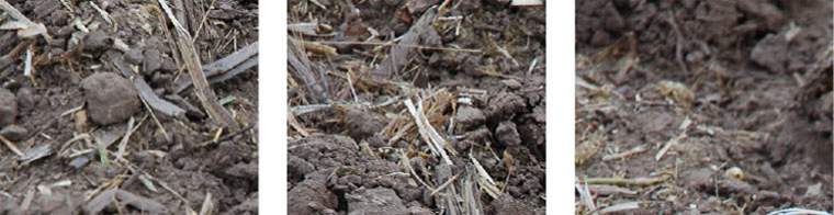 Revista PRODUCCION: Las bacterias que se llevan el nitrógeno