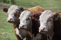 Revista PRODUCCION: Un siglo y medio de pasión por mejorar