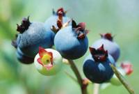 Revista PRODUCCION: Jornadas de arándanos y otros berries