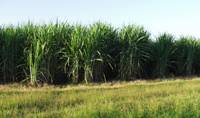 Revista PRODUCCION: Cooperativistas tucumanos logran la certificaci&oacute;n Globalgap en ca&ntilde;a de az&uacute;car