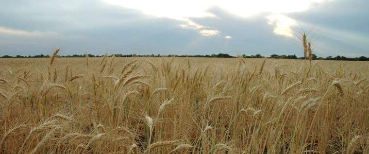 Revista PRODUCCION: La producci&oacute;n de trigo, ma&iacute;z y girasol caer&iacute;a un 50% durante la actual campa&ntilde;a