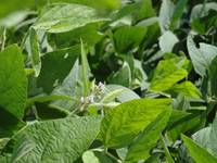 Revista PRODUCCION: Agricultura certificada