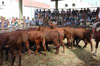 Revista PRODUCCION: Remates de Campo y Ganado SRL para 2009