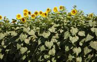 Revista PRODUCCION: Postergaron el Congreso Girasol NEA 2009