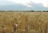 Revista PRODUCCION: Jornada cultivos de invierno