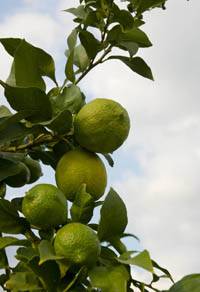 Revista PRODUCCION: El tiempo y los cultivos