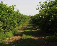 Revista PRODUCCION: Jornada citrícola nacional