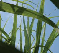 Revista PRODUCCION: Biocombustibles