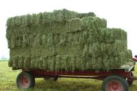 Revista PRODUCCION: Alfalfas