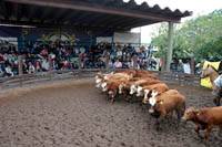 Revista PRODUCCION: Fiesta de los 1000 Terneros