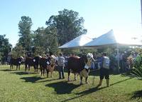 Revista PRODUCCION: Iº Exposición Braford del Mercosur