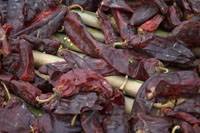 Revista PRODUCCION: Lautaro INTA: Nuevo cultivar de pimiento para pimentón y oleorresina