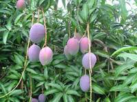 Revista PRODUCCION: El mango en el NOA