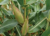 Revista PRODUCCION: El Ma&iacute;z