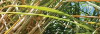 Revista PRODUCCION: Ca&ntilde;a de az&uacute;car: El cultivo del futuro