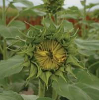 Revista PRODUCCION: Girasol: Proyecciones para 2009/10
