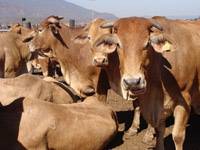 Revista PRODUCCION: La ganadería vacuna atraviesa un mal momento