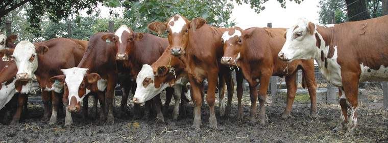 Revista PRODUCCION: Remate-Feria en la Sociedad Rural de Tucum&aacute;n