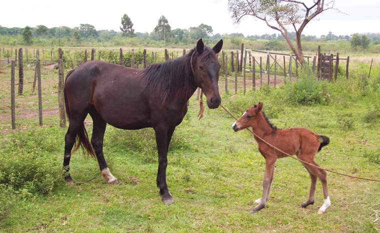 Revista PRODUCCION: Primera transferencia embrionaria
